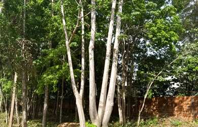 Imagem: O terreno possui 750m² de Área e está localizado em Novo