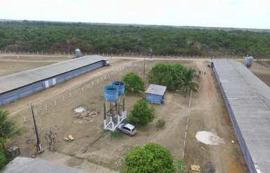 Imagem 12: R$5 milhões de reais 3 galpão granja 75 mil frangos em pleno funcionamento...