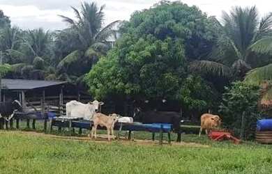Imagem 11: Fazenda 3 quartos para Venda Amaral, Unaí