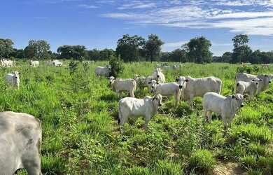 Imagem: A fazenda possui 1m² de Área e está localizado em Buritizeiro