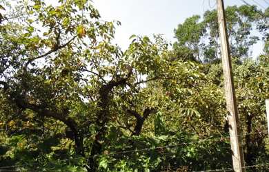 Imagem 11: Lote/Terreno para venda tem 66000 metros quadrados em Colônia Zona Leste...