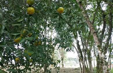 Imagem 8: Terreno com 813m² em Nova Petrópolis