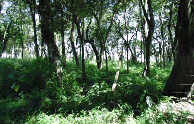 Imagem 9: Lote/Terreno para venda tem 66000 metros quadrados em Colônia Zona Leste...