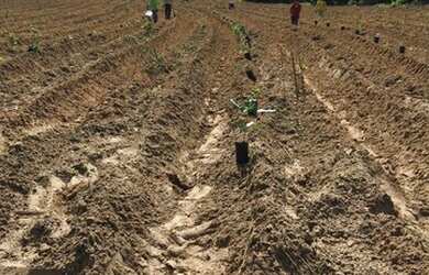 Imagem 1: Linda fazenda 600ha na rota da aeólica e casa na cidade