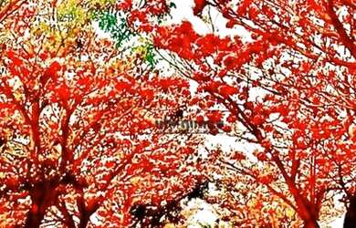 Imagem 5: Fazenda à venda, 6098400 m² por R$ 88.200.000 - Itai - Avaré/SP