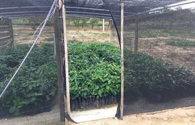 Imagem 3: Linda fazenda 600ha na rota da aeólica e casa na cidade