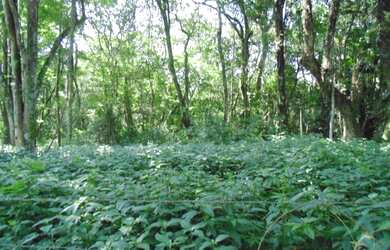 Imagem 8: Lote/Terreno para venda tem 66000 metros quadrados em Colônia Zona Leste...
