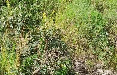 Imagem 2: Diamantina. 490m² de Área