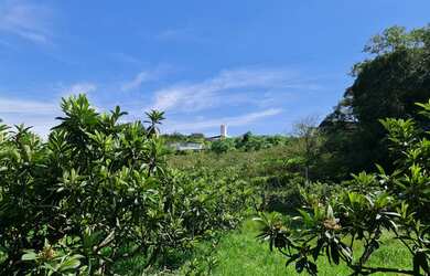 Imagem 5: Lote/Terreno para venda tem 66000 metros quadrados em Colônia Zona Leste...