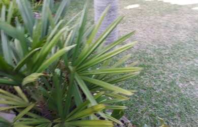 Imagem 6: Sobrado Lindo Casa com 5 dormitórios