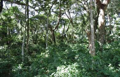 Imagem 6: Lote/Terreno para venda tem 66000 metros quadrados em Colônia Zona Leste...
