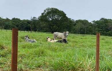Imagem: A fazenda possui 450000-0m² de Área e está localizado em