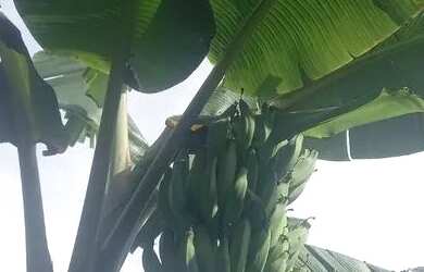 Imagem: O terreno possui 1.100m² de Área e está localizado em Domingos