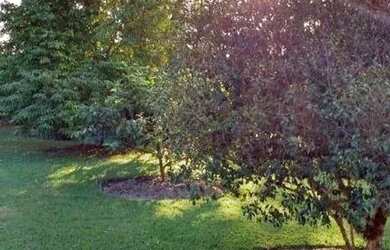 Imagem 12: Sítio, Região de Porto Feliz SP