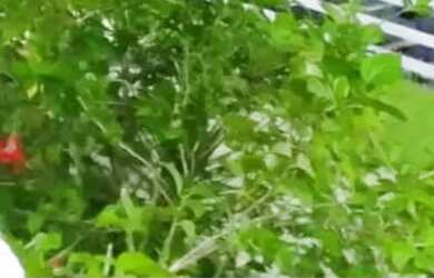 Imagem 9: Casa mais salão de festas