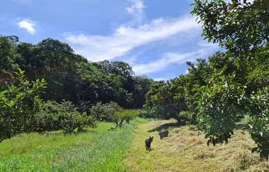 Imagem 4: Lote/Terreno para venda tem 66000 metros quadrados em Colônia Zona Leste...