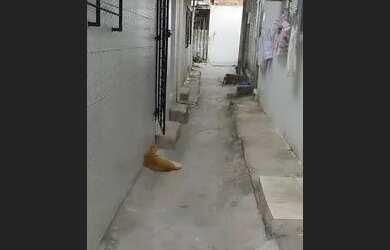 Imagem: A casa possui 2 Dormitórios, 1 Banheiro, 64m² de Área e