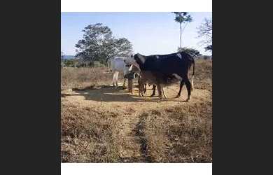 Imagem: A chácara possui 10m² de Área e está localizado em Cuniã