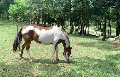Imagem 16: Sitio - Bairro Tapera. 10.000m² de Área