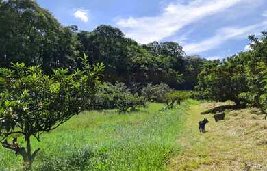 Imagem 3: Lote/Terreno para venda tem 66000 metros quadrados em Colônia Zona Leste...