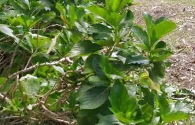 Imagem 12: Chacara paraiso apenas 147 mil reais