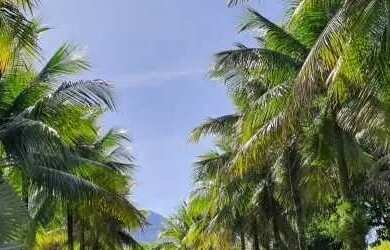 Imagem 12: BARRA DA TIJUCA, CONDOMÍNIO LUXO E LOCALIZAÇÃO NOBRE METRO BARRA DA...