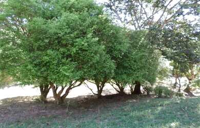 Imagem: A chácara possui 70.000m² de Área e está localizado em