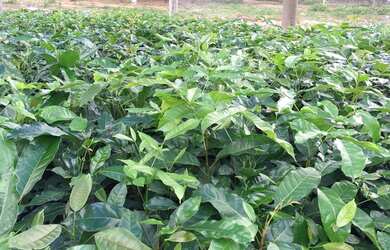 Imagem 2: Linda fazenda 600ha na rota da aeólica e casa na cidade