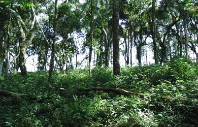 Imagem 16: Lote/Terreno para venda tem 66000 metros quadrados em Colônia Zona Leste...