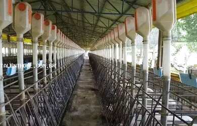 Imagem 6: Área Rural para Venda em Ouro Verde do Oeste