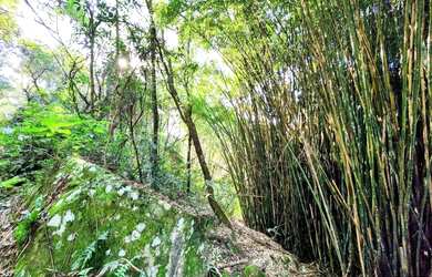 Imagem 3: Sítio / Chácara para Venda em Nova Petrópolis, Linha Riachuelo
