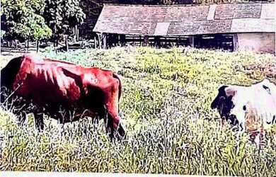 Imagem 5: Sítio da Lage, Cantagalo- RJ