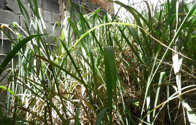 Imagem: O terreno possui 360m² de Área e está localizado em Trevo