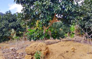 Imagem: A fazenda possui 30000m² de Área e está localizado em Paraju