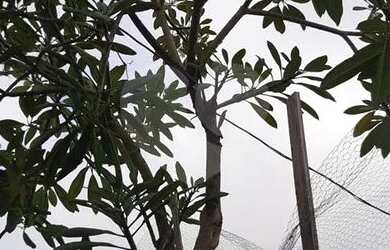 Imagem 12: Terreno com 1087 metros quadrados à venda no bairro da Água Fria