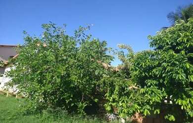 Imagem 8: CORDEIRINHO, ORLA 23 IMOBILIÁRIA Casa com amplo quintal, próxima à...