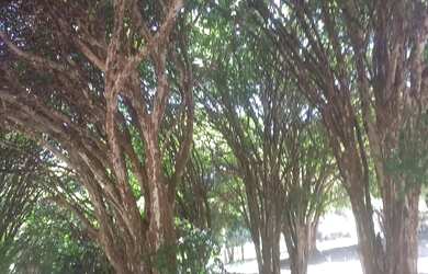 Imagem 10: Linda Fazendinha 15 Hec, Cultura, Lagoa, Pomar Variado, Distrito São Gonçalo do Bação, Ita