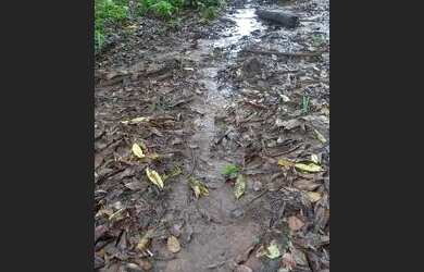 Imagem 3: .Uma fazenda 170 alqueires 52 km de Porto