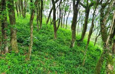 Imagem 4: Venda de Terreno em Condomínio em Caxias do Sul-RS, bairro Nossa Senhora...