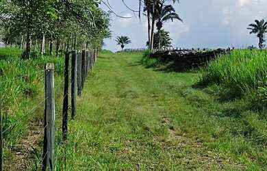 Imagem 4: Fazenda 160 alqueires pra gado na região de Paragominas-PA por R$70 mil...