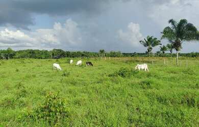 Imagem 2: Fazenda 160 alqueires pra gado na região de Paragominas-PA por R$70 mil...