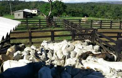 Imagem: A fazenda possui 12.000.000m² de Área e está localizado