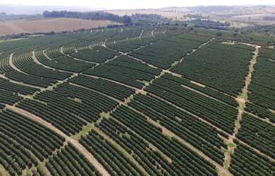 Imagem: A fazenda está localizado em Uberlândia, MG à venda por