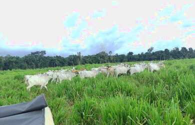 Imagem 3: Fazenda 160 alqueires pra gado na região de Paragominas-PA por R$70 mil...