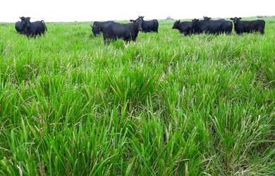 Imagem: A fazenda possui 900000m² de Área e Imóvel novo e está localizado