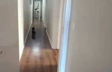 Imagem 15: Apartamento - Santa Maria RS