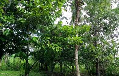 Imagem 9: Fazenda com 90 hectares na vila Equador/RR, ler descrição do anuncio