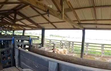 Imagem 5: Fazenda 160 alqueires pra gado na região de Paragominas-PA por R$70 mil...