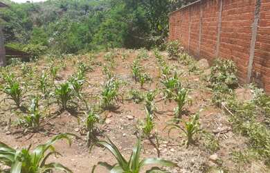 Imagem 3: Lote São Carlos 2 Etapa. 384m² de Área