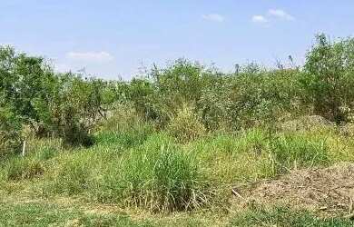 Imagem 5: TERRENO - JARDIM JUREMA - SP